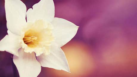 Daffodil Art