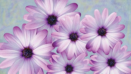 Daisy Art