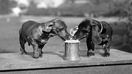 Dog Photography