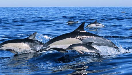 Dolphin Art