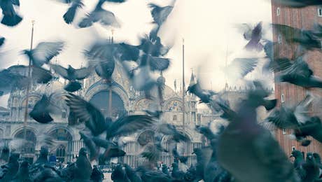 Dove & Pigeon Art