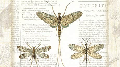 Dragonfly Art