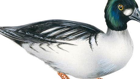 Duck Art