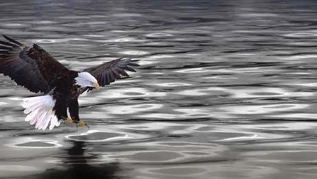 Eagle Art