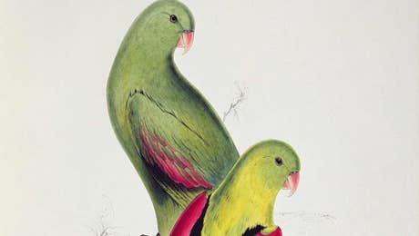 Edward Lear