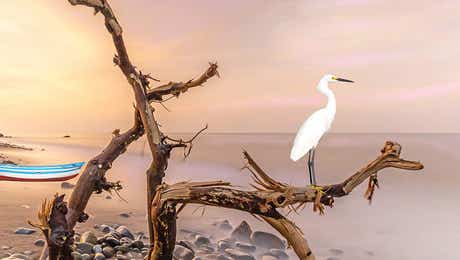 Egret Art