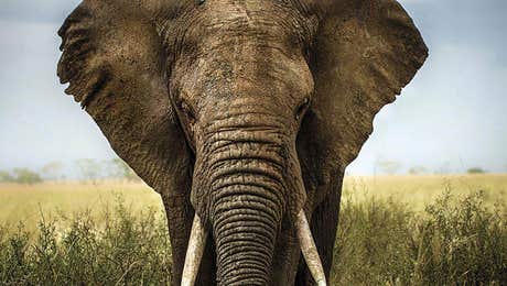 Elephant Art