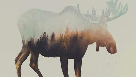 Elk Art