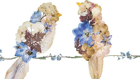Embellished Animals
