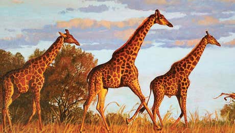 Fine Art Safari