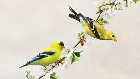 Finch Art