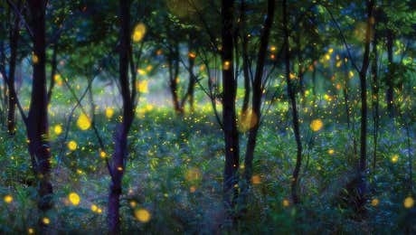 Firefly Art