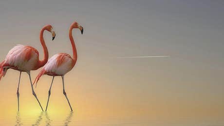 Flamingo Art