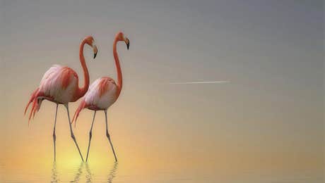 Flamingo Art