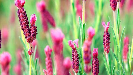 Floral Close-Up Art