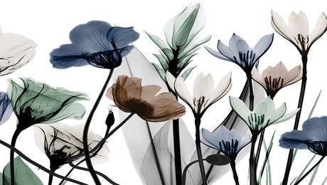 Flowers Art
