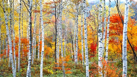 Forests Hero