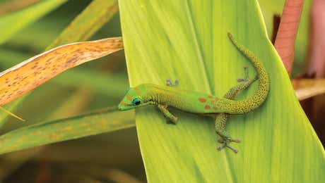 Gecko Art