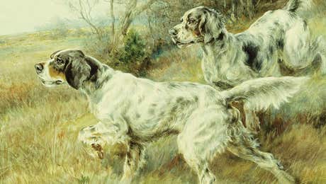 German Shorthaired Pointer Art