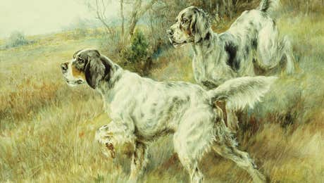 German Shorthaired Pointer Art