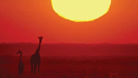 Giraffe Art