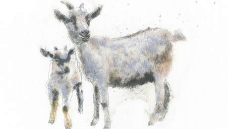 Goat Art