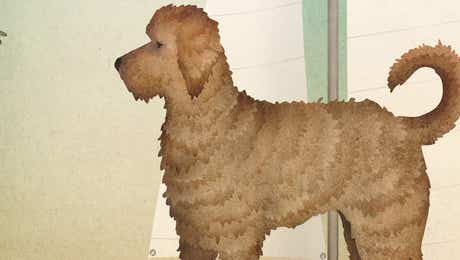 Goldendoodle Art