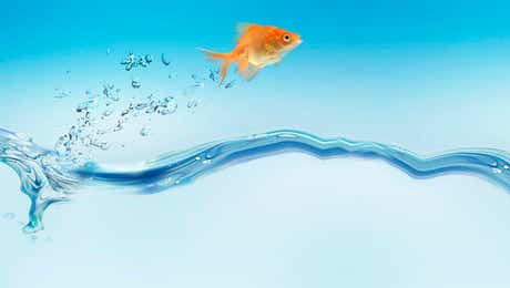 Goldfish Art