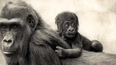 Gorilla Art