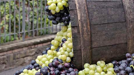 Grape Art