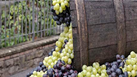 Grape Art