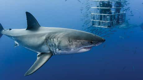 Great White Shark Art