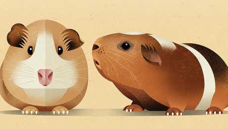 Guinea Pig Art