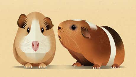 Guinea Pig Art