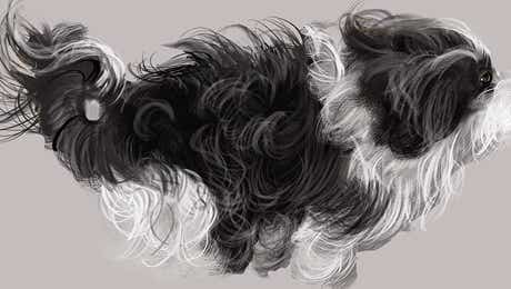 Havanese Art