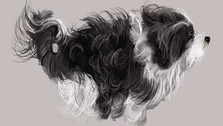 Havanese Art