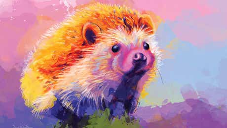 Hedgehogs