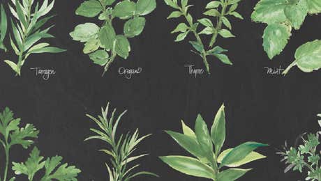 Herb Art