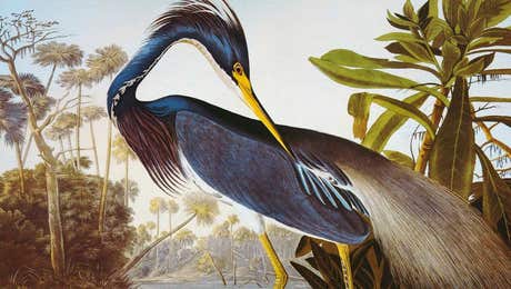 Heron Art
