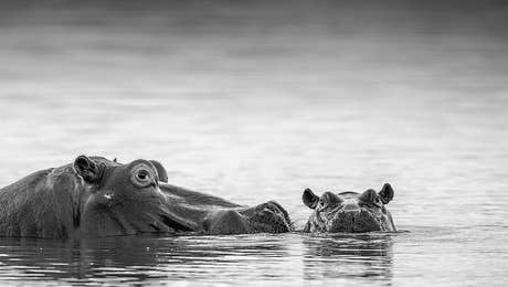 Hippopotamus Art