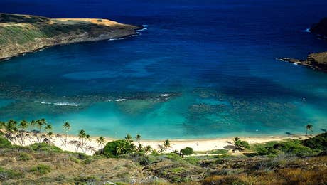 Honolulu Art
