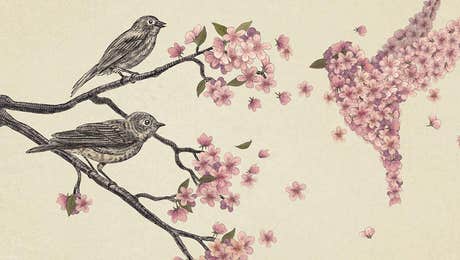 Hummingbird Art