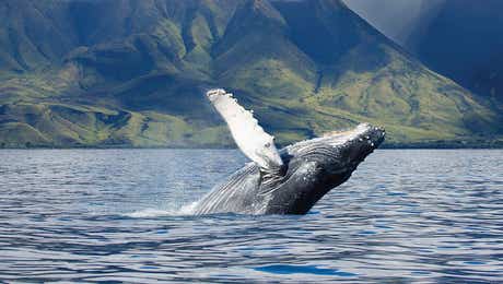 Humpback Whale Art
