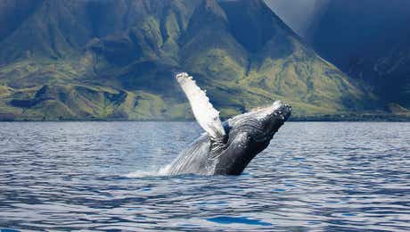 Humpback Whale Art