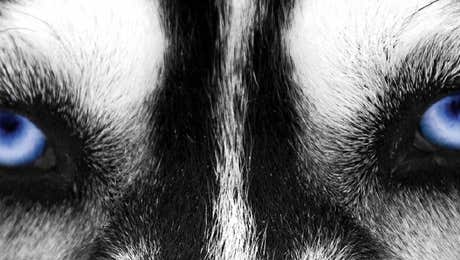 Siberian Husky Art