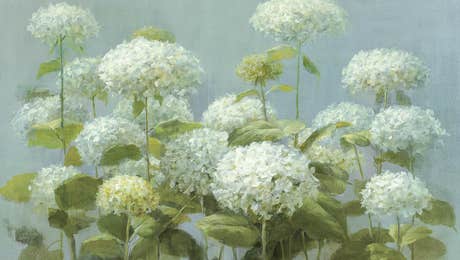 Hydrangeas Art