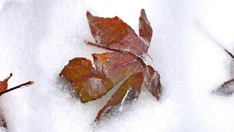 Ice & Snow Close-Up Art