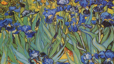 Iris Art