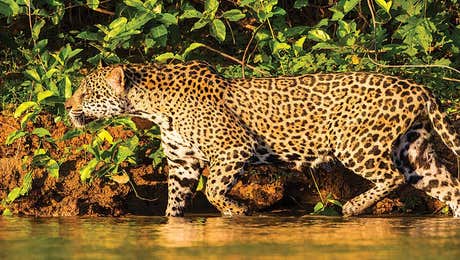 Jaguar Art