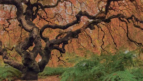 Japanese Maple Tree Art